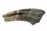 Struthiomimus Hand Claw - Aguja Formation, Texas #76747-1